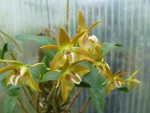 Dendrobium fleckeri1.jpg