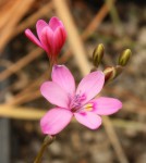 Freesia verrucosa_resize c.JPG