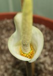 Amorphophallus variabilis AGA_0153_02_resize a.JPG