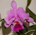 Cattleya Honza_resize a.JPG