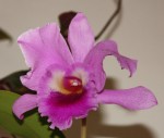 Cattleya Honza_resize b.JPG