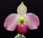 Paph. vietnamense.jpg