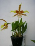 Rossioglossum grande.jpg