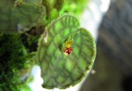 Lepanthes tentaculata.jpg