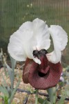 Iris elegantissima.JPG