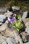 Pinguicula sp..JPG