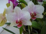 Phal. Penang Flo.jpg