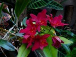 orchideje 23215.jpg