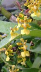 neznáme Oncidium 1.JPG