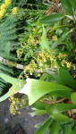 neznámé oncidium 2.JPG