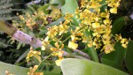 neznámé oncidium 3.JPG