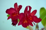 42 a cattleya.jpg