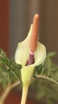 Amorphophallus ongsakulii AGA_1534_01_e_resize.jpg