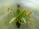 Oncidium croesus.jpg