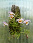 Dendrobium loddigesii.jpg