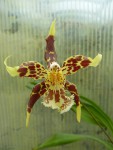 Odontoglossum hallii.jpg