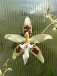 Odontoglossum aurarium1.jpg