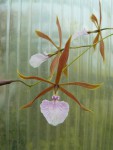 Encyclia bractescens1.jpg