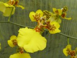 Oncidium marshallianum2.jpg