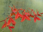 Renanthera imschootiana.jpg