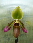 Paphiopedilum hookerae1.jpg