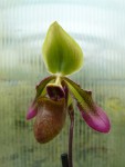 Paphiopedilum hookerae2.jpg