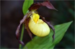 Cypripedium.jpg