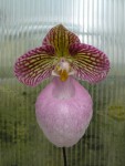 Paphiopedilum micranthum 1.jpg