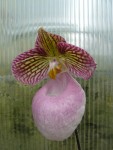 Paphiopedilum micranthum 3.jpg