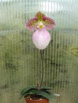 Paphiopedilum micranthum-rostlina.jpg