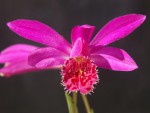 Pln.-Mauna-Loa-'Glossy-Starling'.jpg