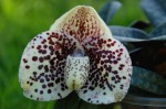 1634_Paphiopedilum bellatulum.jpg