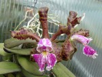 Cattleya schilleriana3.jpg