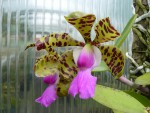 Cattleya aclandiae1jpg.jpg