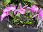 Pleione.JPG