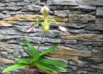 Paph.h.--.jpg