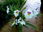 orchideje 23263.jpg