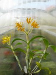 Cattleya aurantiaca var. aurea-rostlina.jpg