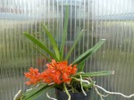 Ascocentrum ampullaceum orange.jpg