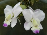 Cattleya walkeriana Kenny.jpg