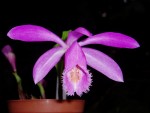 pleione speciosa 13.JPG