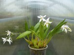 Coelogyne corymbosa.jpg