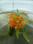 Dendrobium unicum.jpg