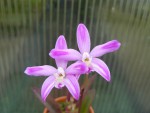 Laelia ghillanyi palha.jpg