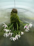 Leptotes bicolor.jpg