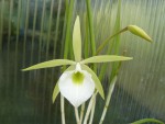 Brassavolla tuberculata1.jpg