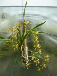 Odontoglossum epidendroides.jpg