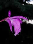 pleione speciosa 12.JPG