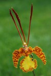1676_Psychopsis sanderae.jpg