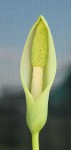 Amorphophallus albus.jpg